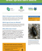 Tree pests and diseases info sheet 6 - Great spruce bark beetle